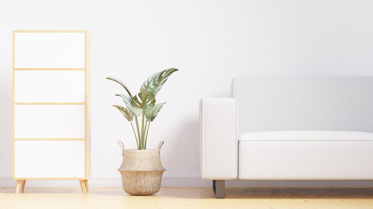 A bright, airy room with a healthy green houseplant